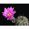 Photo Small Cactus 203 Flower title=