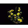 Photo Small Cactus 205 Flower title=