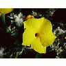 Photo Small Cactus 208 Flower