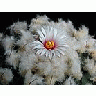 Photo Small Cactus 209 Flower