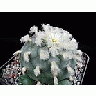 Photo Small Cactus 213 Flower