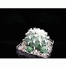 Photo Small Cactus 216 Flower