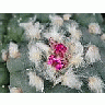 Photo Small Cactus 217 Flower