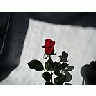 Photo Small Rose 4 Flower