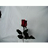 Photo Small Rose 40 Flower