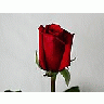 Photo Small Rose 41 Flower title=