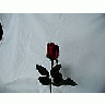 Photo Small Rose 46 Flower