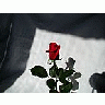 Photo Small Rose 5 Flower