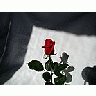 Photo Small Rose 5 Flower title=