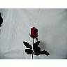 Photo Small Rose 50 Flower title=