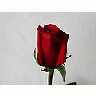Photo Small Rose 51 Flower title=