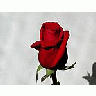 Photo Small Rose 6 Flower title=