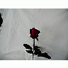 Photo Small Rose 66 Flower
