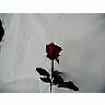 Photo Small Rose 66 Flower title=