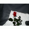 Photo Small Rose 7 Flower