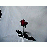 Photo Small Rose 70 Flower