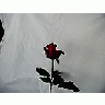 Photo Small Rose 76 Flower