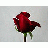 Photo Small Rose 77 Flower title=