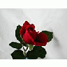 Photo Small Rose 94 Flower