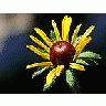 Photo Small Black Eyed Susan Flower