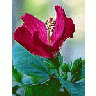 Photo Small Blooming Hibiscus Flower title=