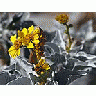 Photo Small Brittlebush Encelia Farinosa Flower title=