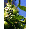 Photo Small Catnip Blossoms Flower title=