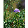 Photo Small Chives Flower title=