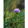 Photo Small Chives Flower