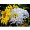 Photo Small Chrysanthemum Flower