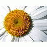 Photo Small Daisy Detail Flower