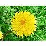 Photo Small Dandelion Flower title=