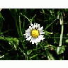Photo Small Flower 14 Flower title=