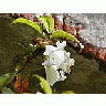 Photo Small Flower 18 Flower title=