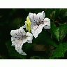 Photo Small Flower 19 Flower title=