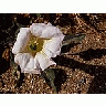 Photo Small Sacred Datura Flower