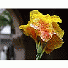 Photo Small Spotted Yellow Flower Flower title=