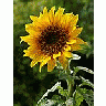 Photo Small Sun Flower 3 Flower title=