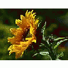 Photo Small Sunflower Flower title=