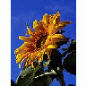 Photo Small Sunflower 4 Flower title=