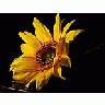 Photo Small Sunflowers 2 Flower