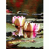 Photo Small Water Lillies Flower title=