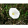Photo Small White Flower Flower