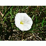 Photo Small White Flower Flower title=