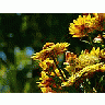 Photo Small Yellow Flowers 2 Flower