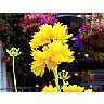 Photo Small Yellow Flowers 5 Flower