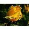 Photo Small Yellow Rose 2 Flower