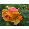 Photo Small Yellow Rose 3 Flower