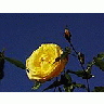 Photo Small Yellow Rose 4 Flower title=