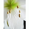 Photo Small Amaryllis Closeup Flower